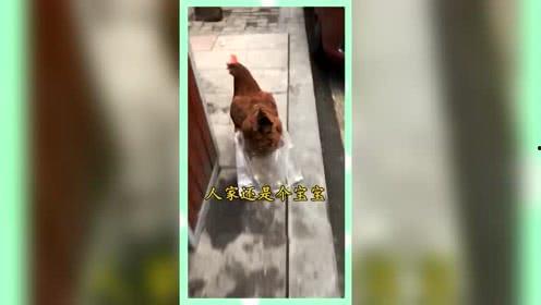 吃瓜群众娱乐微信,揭秘娱乐圈幕后故事，带你领略明星生活点滴
