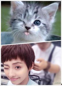 娱乐吃瓜菌猫猫,揭秘娱乐圈那些不为人知的幕后故事