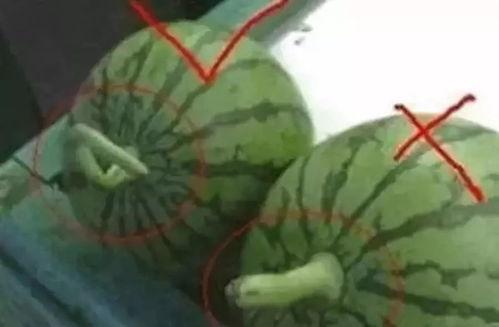 著名的娱乐吃瓜,吃瓜群众揭秘明星幕后故事