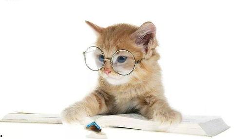 娱乐吃瓜君和猫,揭秘娱乐圈的萌宠趣事