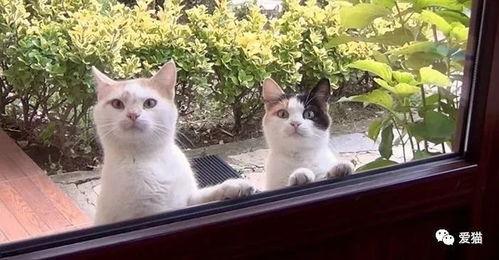 吃瓜娱乐酱流浪猫,吃瓜娱乐酱的温馨守护之旅