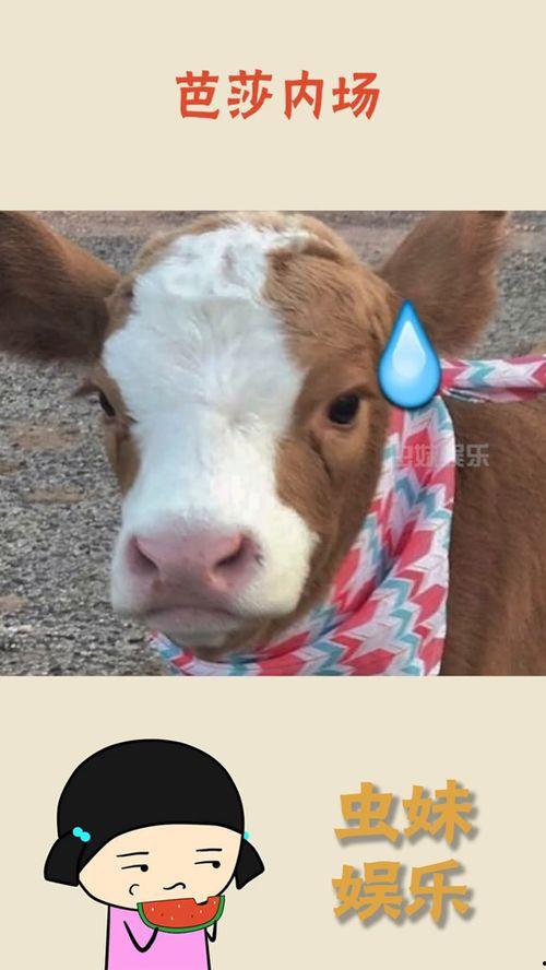 娱乐吃瓜酱下载