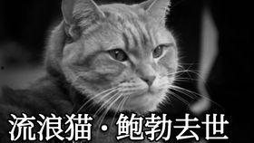 娱乐吃瓜酱虐猫博主,揭秘网络暴力背后的真相
