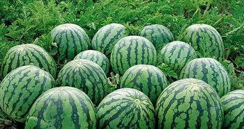 娱乐吃瓜和导演吃瓜区别,揭秘幕后真相的两种视角